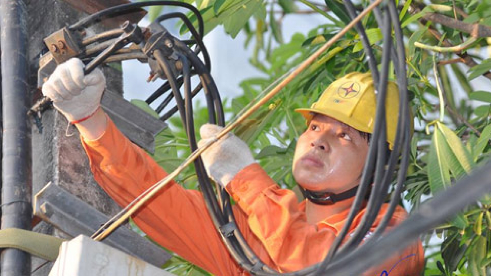 Thousands of investors line up for PV Power and EVN Genco 3
