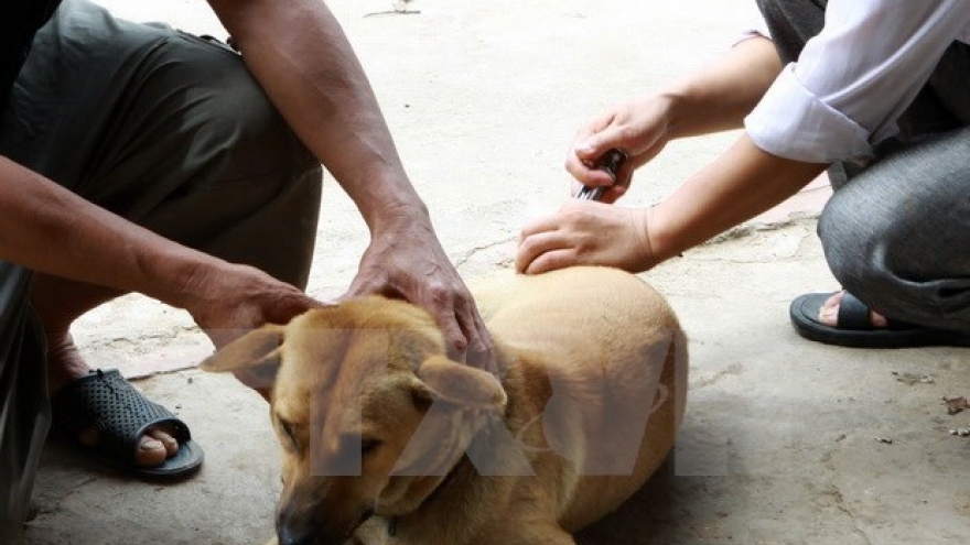 Dog registration still low in Hanoi