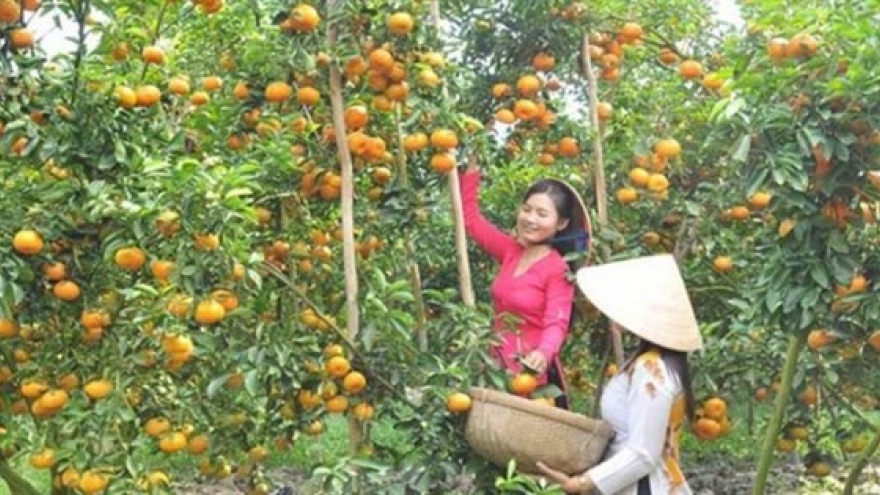 Tangerine farms in Dong Thap ready for visitors during Tet