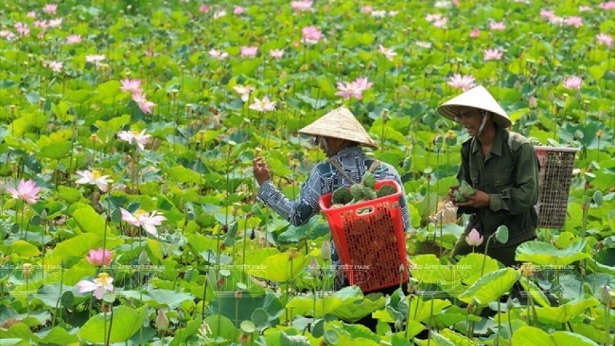 Dong Thap offers diverse tourism products