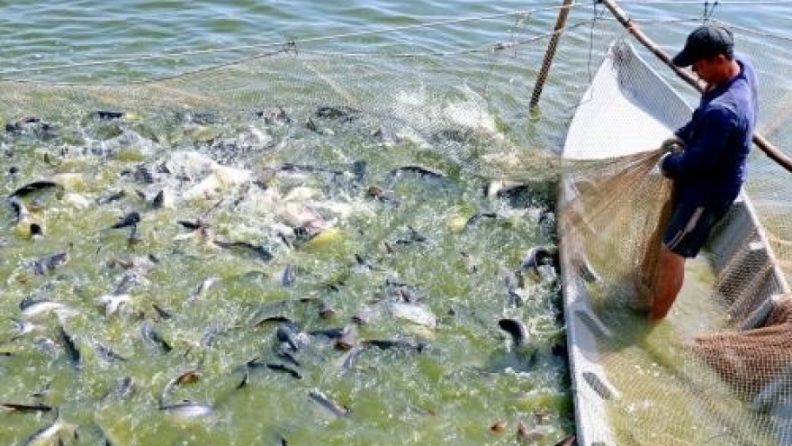 Farmers in Dong Thap province bet on tra fish