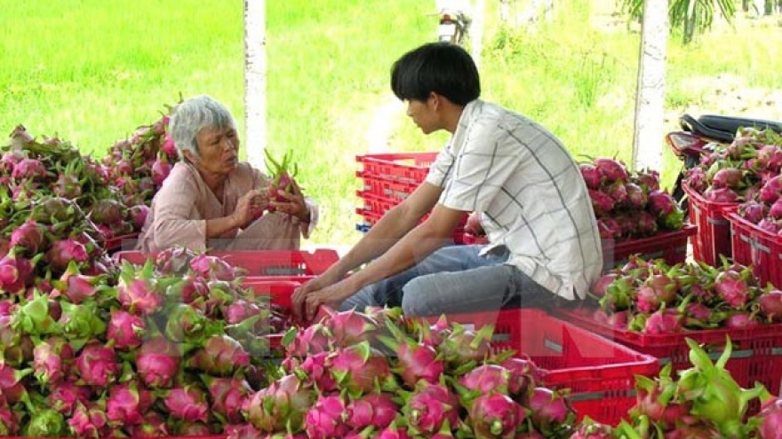 Dragon fruit farmers wary of foreign traders