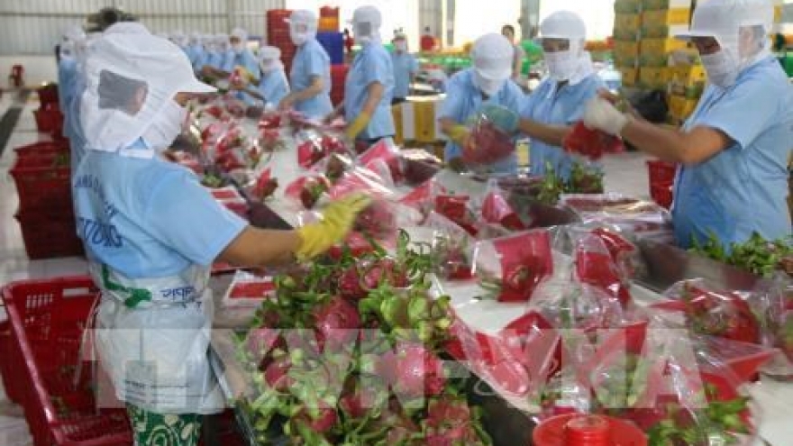 
        More Vietnamese dragon fruits shipped to Australia
                              