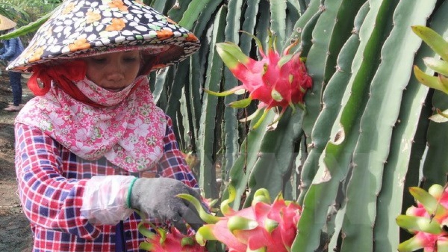 Dragonfruit paves way for Vietnam’s fruit exports to Thailand