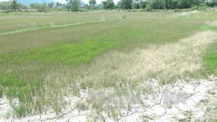 Drought-hit Ninh Thuan province gets 2,900 tonnes of relief rice