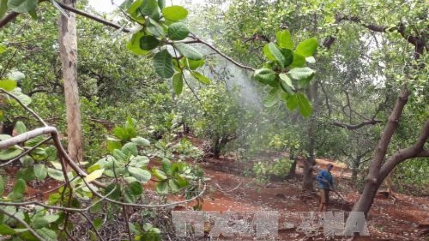 
        Dutch company eyes 5,000 ha of clean cashew land in Binh Phuoc
                              