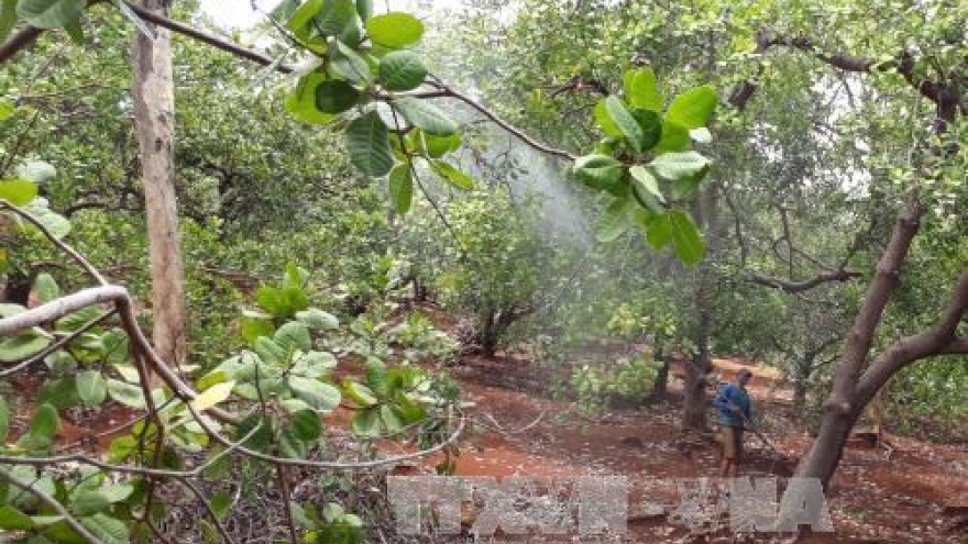 Dutch company eyes 5,000 ha of clean cashew land in Binh Phuoc