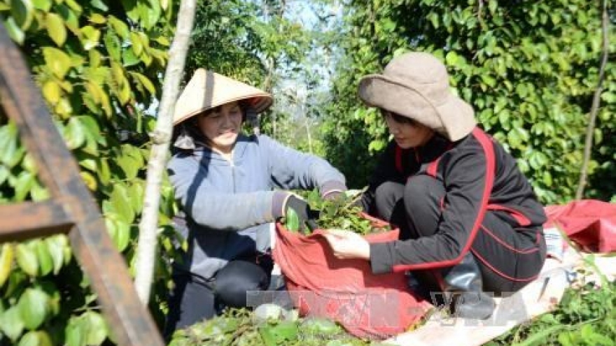 
        Dutch firm helps Binh Phuoc promote sustainable peppercorn production
                              