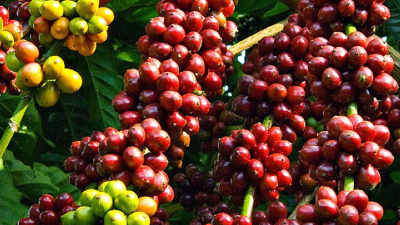 Top agricultural export products this year