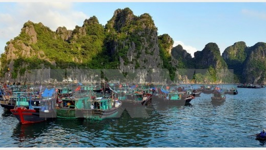 Eco-friendly aquaculture model on Ha Long Bay proves fruitful