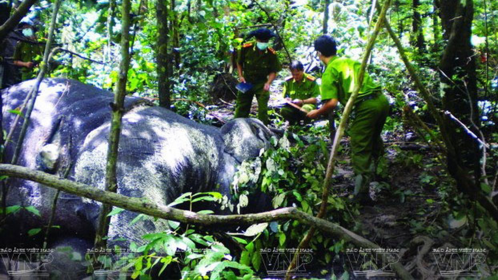 Central Highland elephants need urgent protection