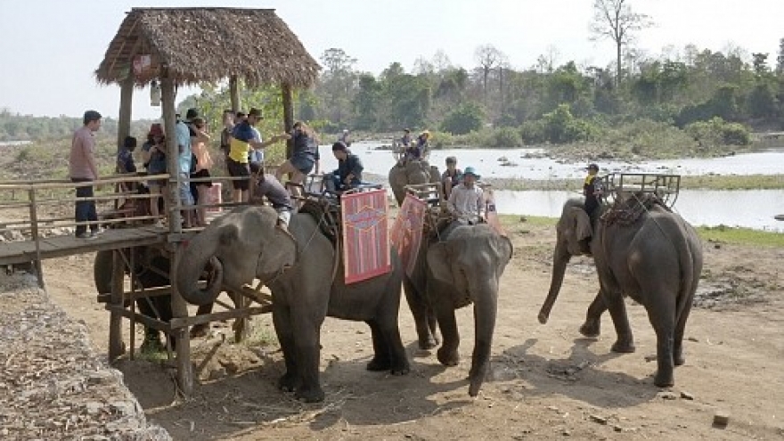 Elephants shouldn’t slave for tourists in Vietnam: experts
