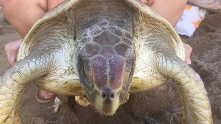 Endangered turtle released into ocean near Hue