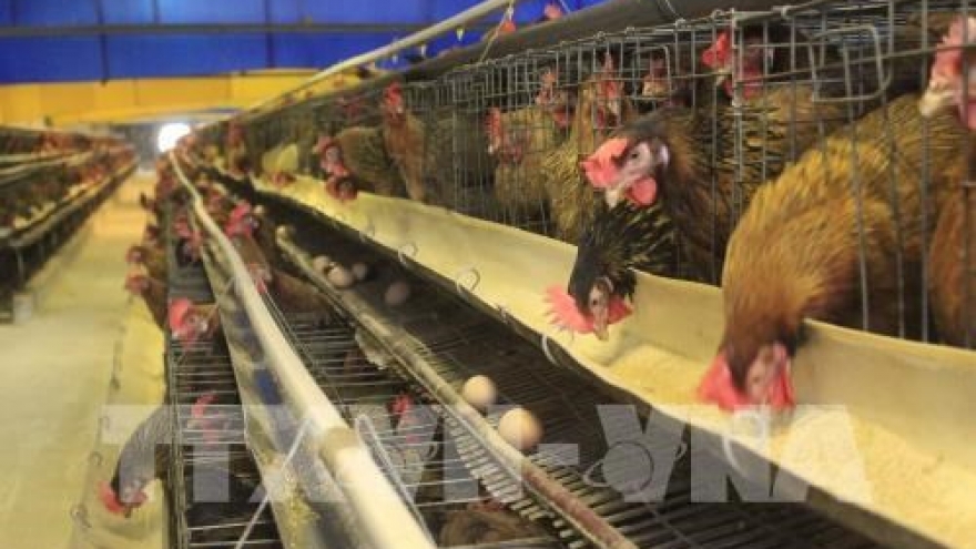 European poultry quality campaign in Vietnam reviewed