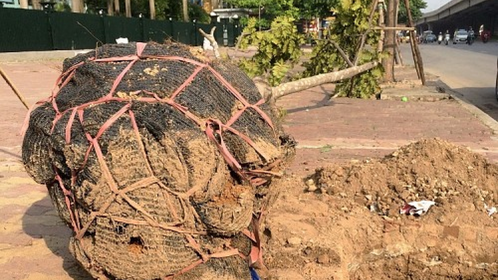 Hanoi spends over US$31mn on yearly plant pruning