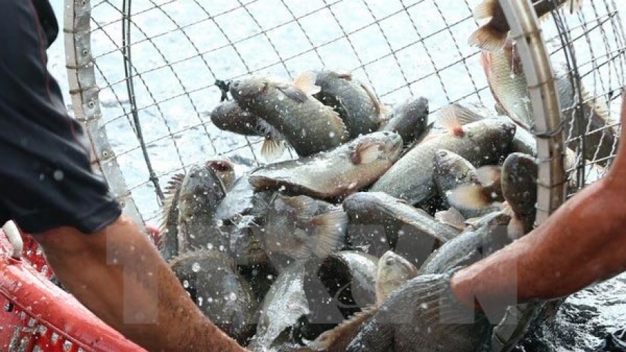 Vietnam joins FAO-funded project on sustainable aquaculture growth