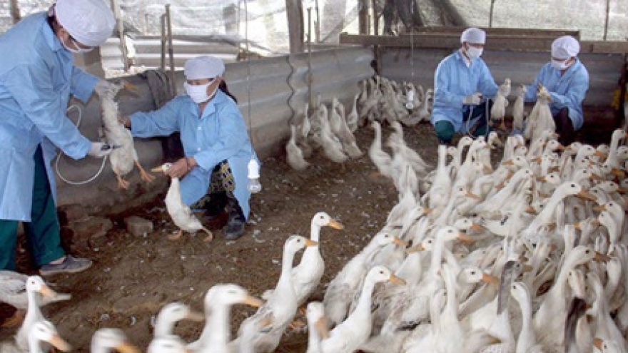 Vietnam tackles latest avian flu outbreak