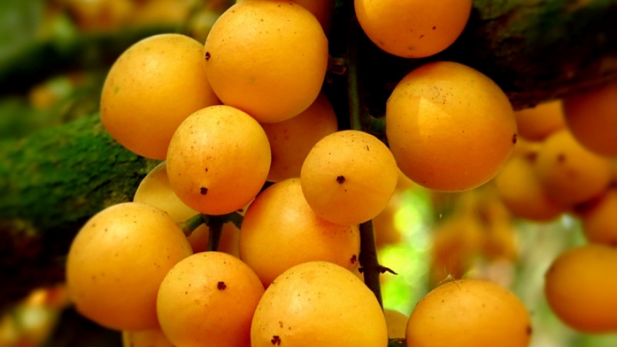 Fruit paradises near HCM City