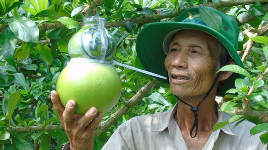 Farmers offer special moulded fruits in time for Tet