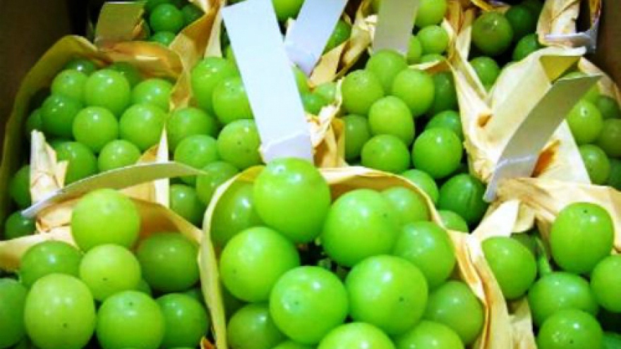 
        Consumers willing to pay more for foreign fruit
                          
                      