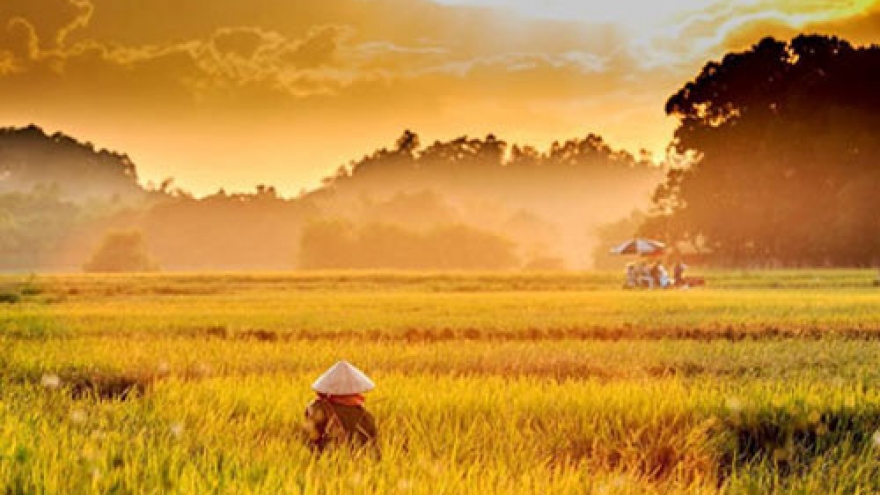 Stunning beautiful paddy fields in northern region