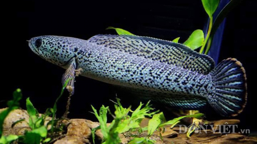 New ornamental fish appears in Vietnam