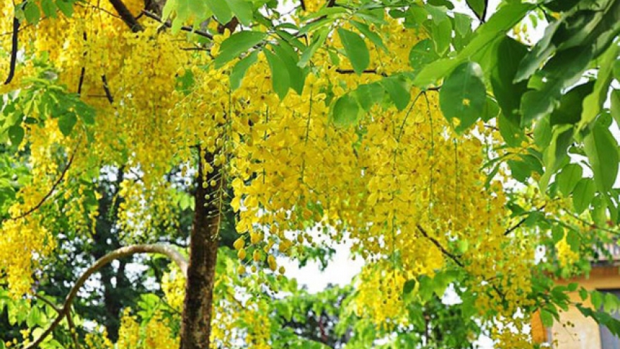 Flowers in full bloom in April