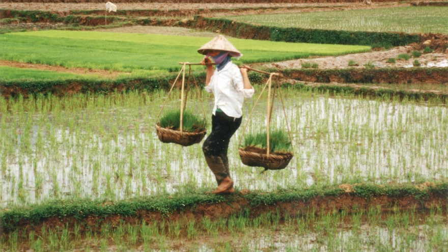 Vietnam to encourage seaweed farming
