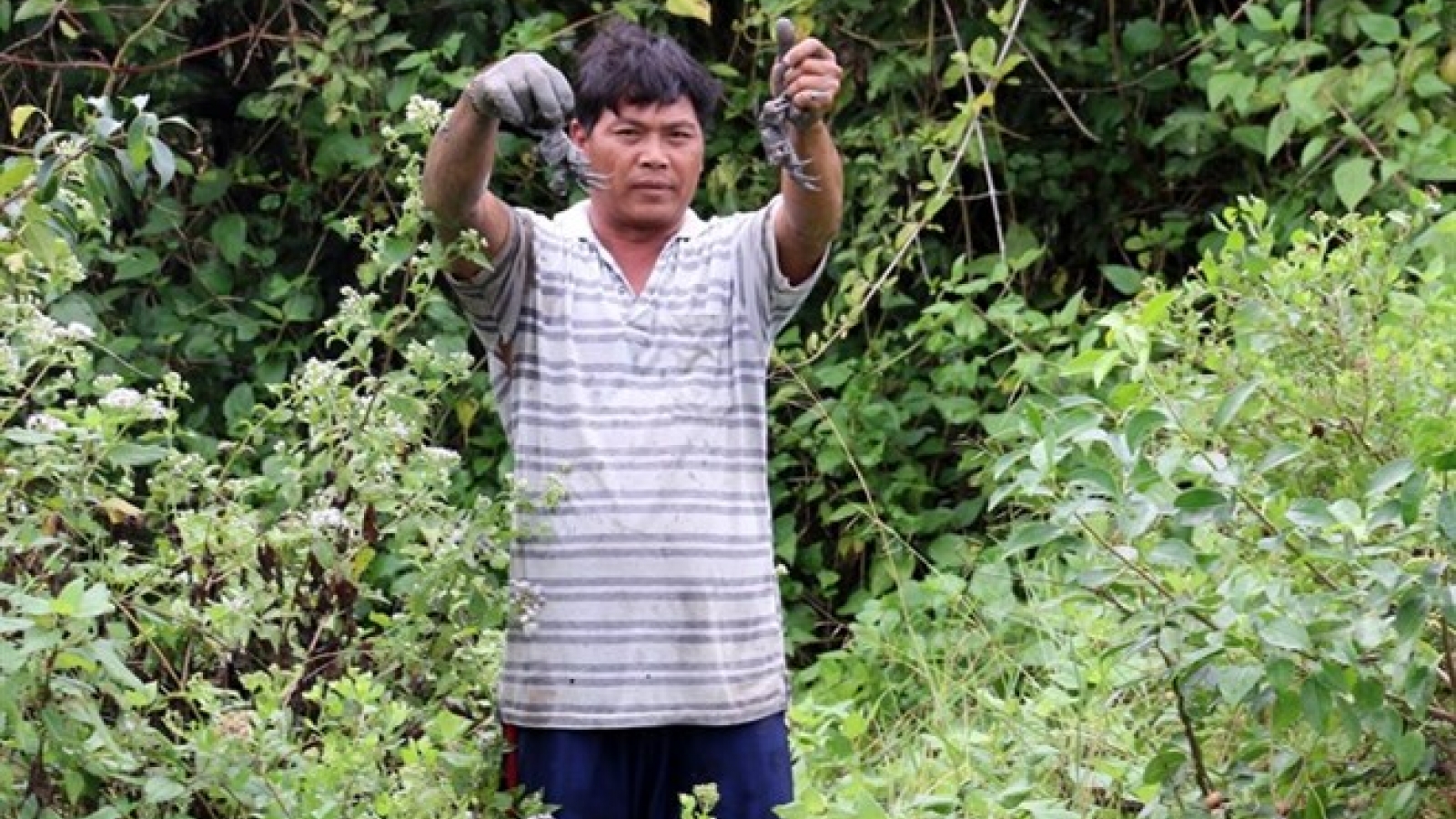 Farmers profit from breeding crabs amid mangroves