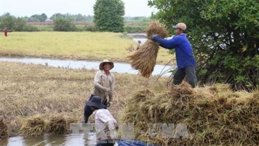 Farmers earn high profits from clean shrimp-rice cultivation