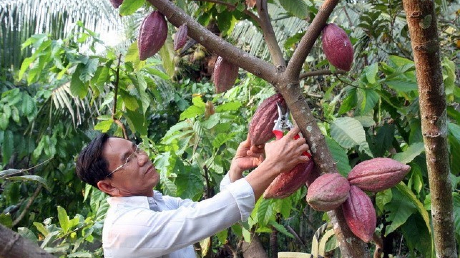 Farmers earn high profits from organic cocoa cultivation