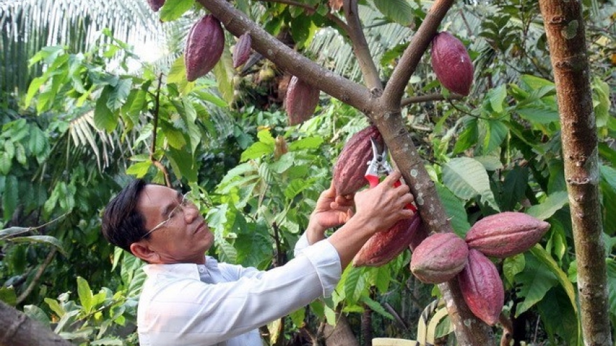 Farmers earn high profits from organic cocoa cultivation