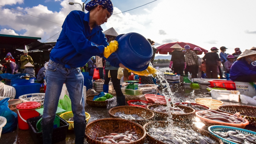 In photos: Early morning bustle of Ben Do Fish Market