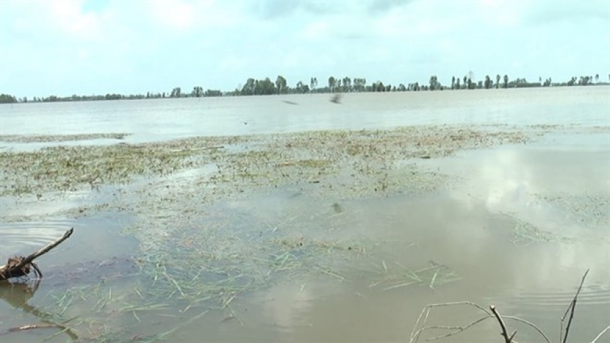 Floods damage 2,000ha of rice in Mekong Delta