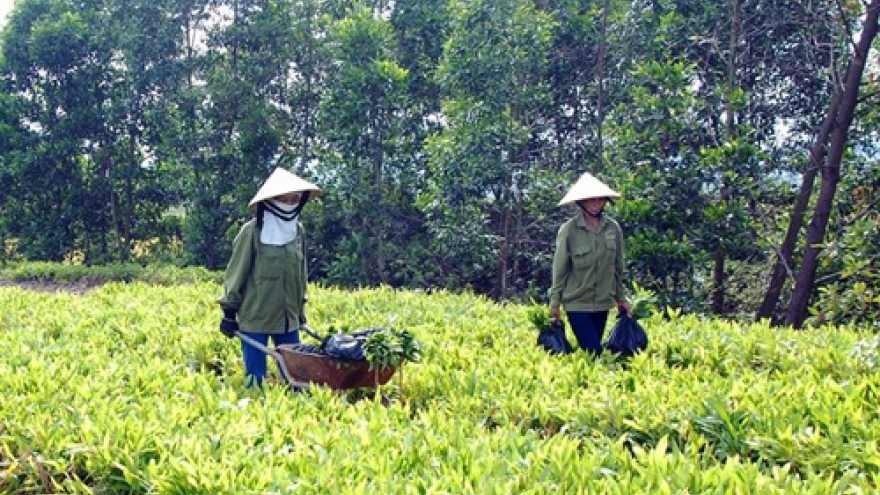 FAO funds forestry project in Vietnam 