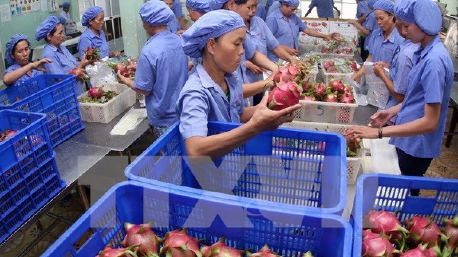 Vietnam may earn US$4.7 billion from fruit, veggie exports in 2018
