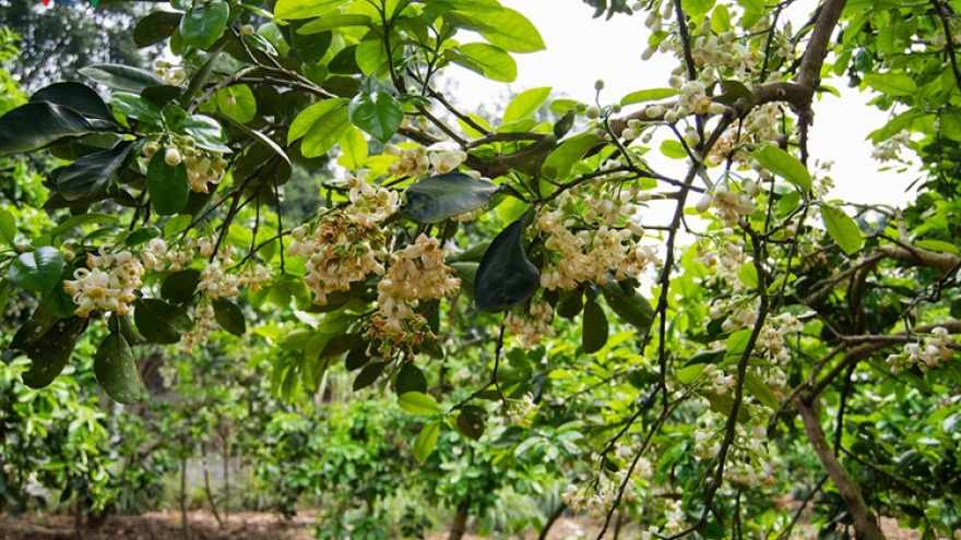 Tuyen Quang scented with grapefruit flowers