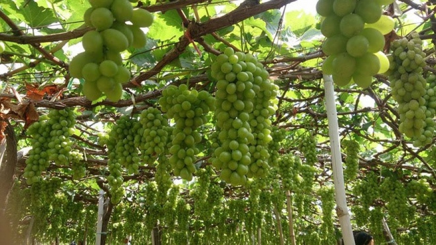 Vineyards of Ninh Thuan Province
