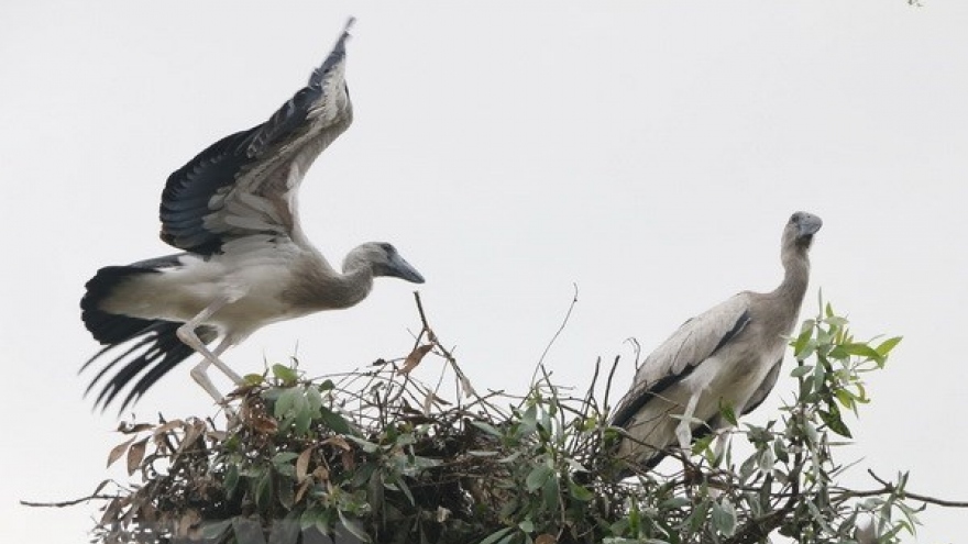 Asian openbill storks flock to Gao Giong cajuput forest in Dong Thap