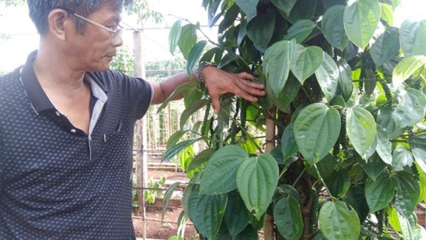 Gia Lai pepper farmers developing Sri Lanka plant