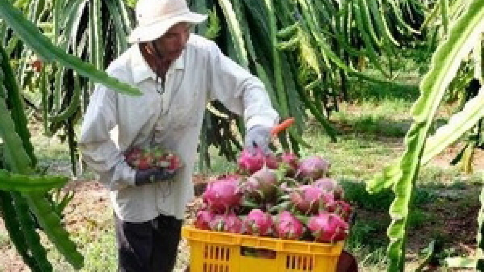 New Zealand assists Vietnam in dragon fruit export