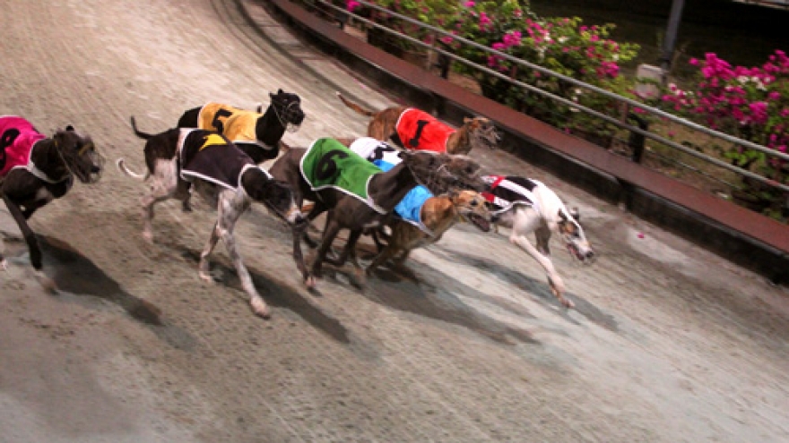 Impressive greyhound racing in Vung Tau 