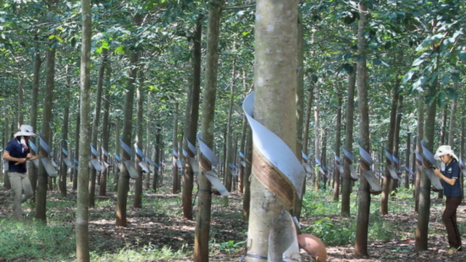 HAGL recruits 3,000 unskilled labourers to work in Laos, Cambodia
