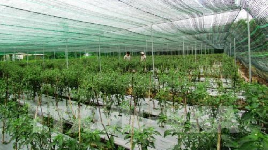 HCM City: Investment in high-tech agriculture on the rise
