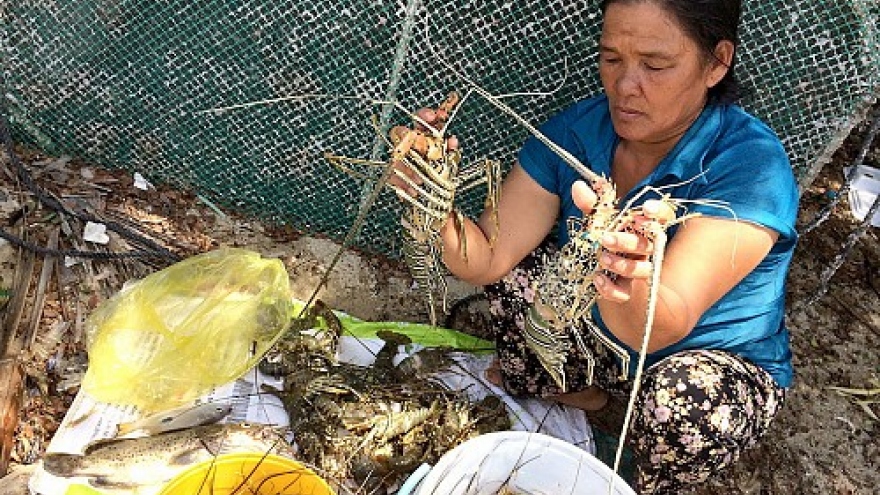 Mass lobster deaths in south-central Vietnam remain a mystery