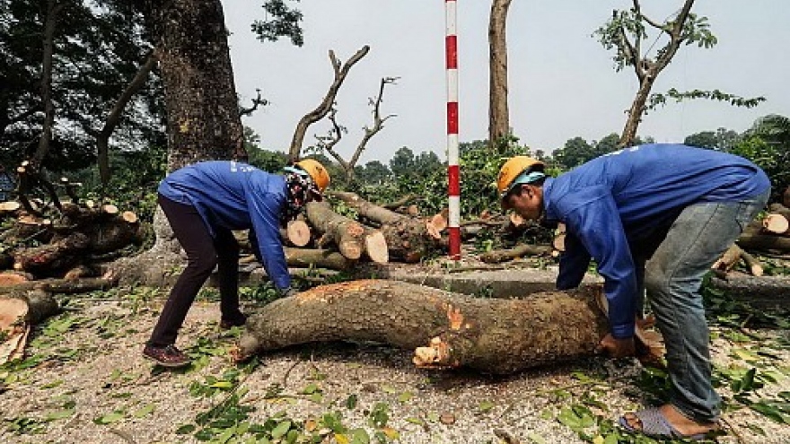 Trees chopped down in Hanoi, Saigon for railway, subway constructions