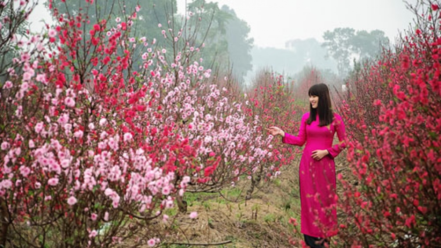 Peach blossoms show off beauty across Vietnam