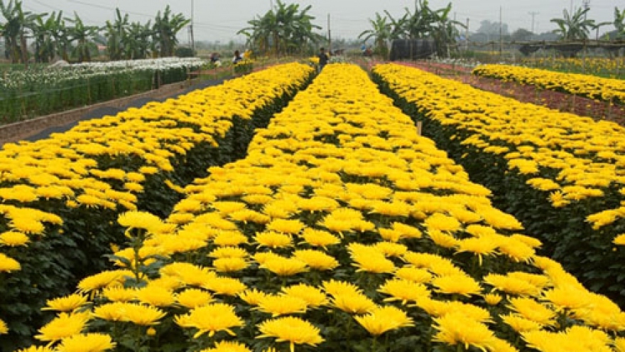 Tay Tuu flower village on the days before Tet
