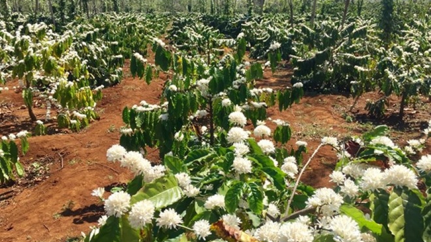 New coffee project to benefit 15,000 farmers