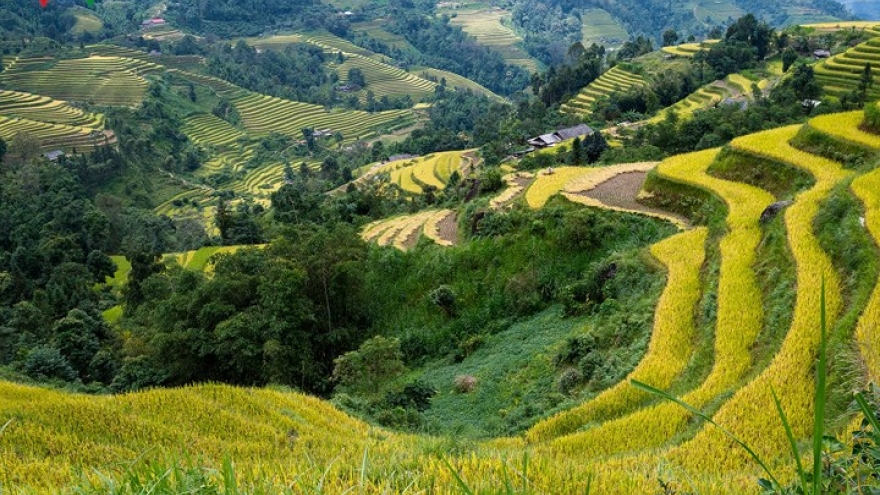 Hoang Su Phi beauty shines through rice season